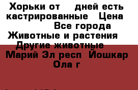   Хорьки от 35 дней есть кастрированные › Цена ­ 2 000 - Все города Животные и растения » Другие животные   . Марий Эл респ.,Йошкар-Ола г.